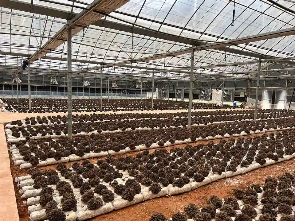 Mushroom fruiting bodies growing in cultivation beds