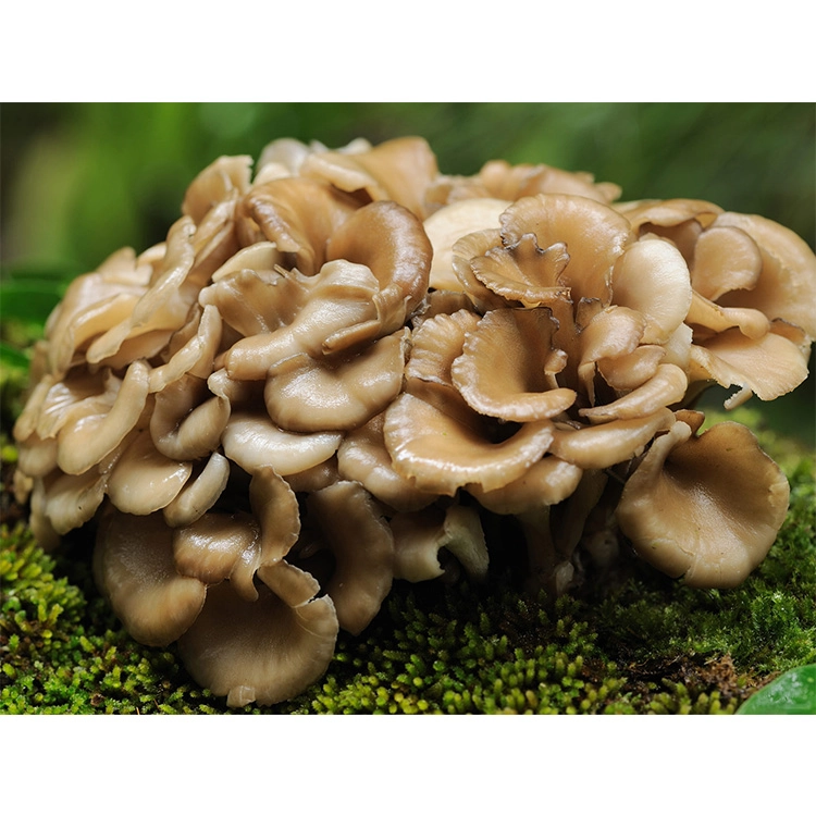 Maitake Extract