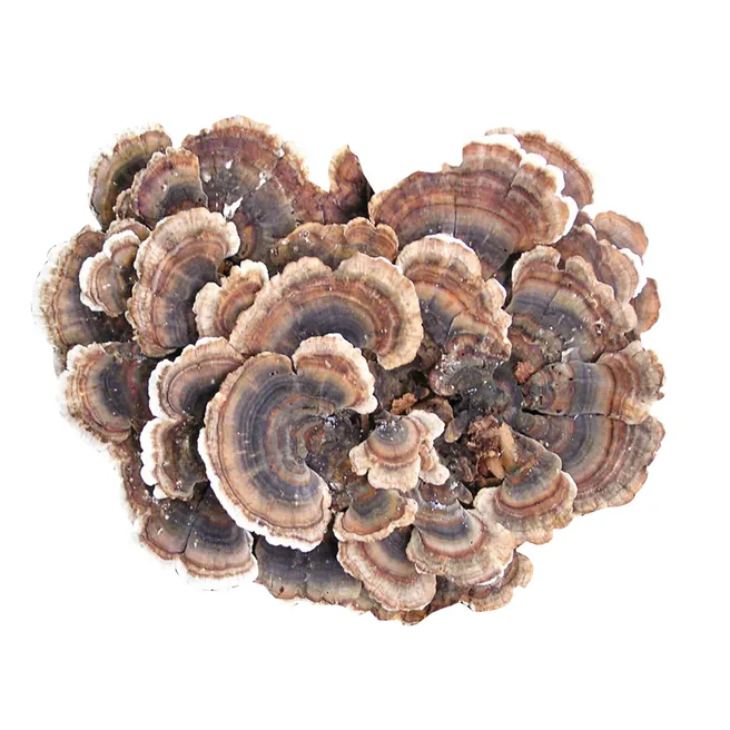 Turkey Tail mushrooms with concentric bands of brown and cream