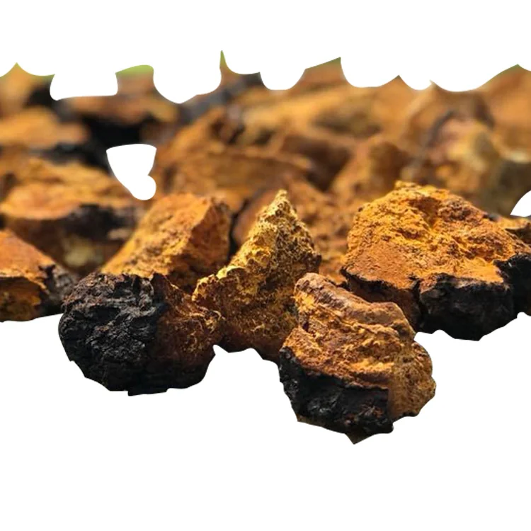 Chaga Mushroom Extract