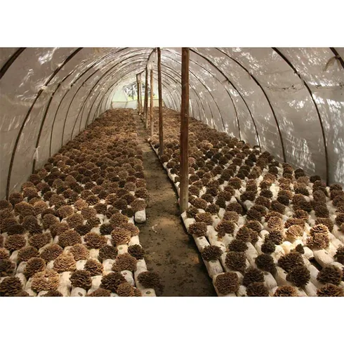 Maitake Mushroom Extract