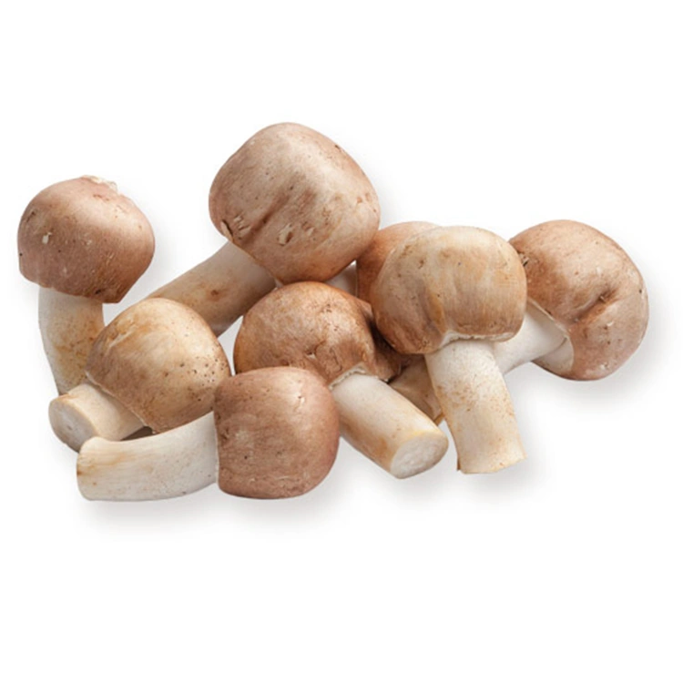 Agaricus Blazei Mushroom Extract Powder